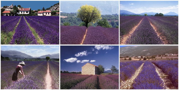 Fototapeta collage lavender