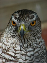 Goshawk