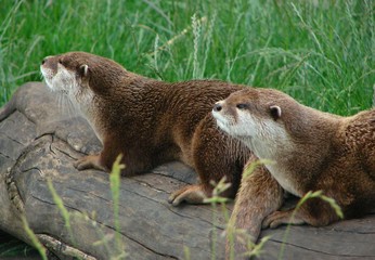 Otters