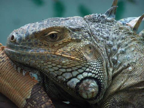 reptile
