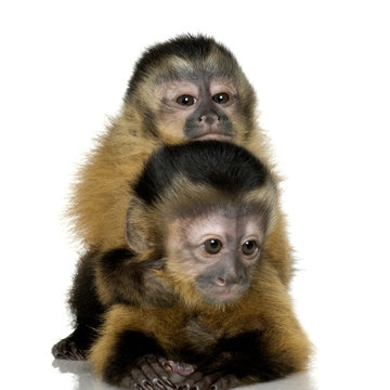 Two Baby Capuchins - Sapajou Apelle