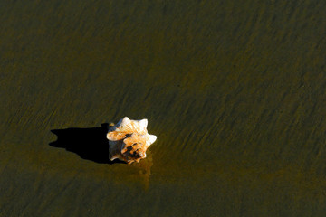 single seashell at ocean
