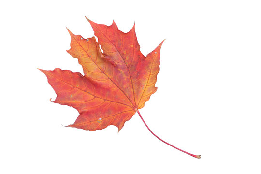 isolated red leaf