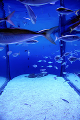Shoal of beautiful small blue aquarium fishes.