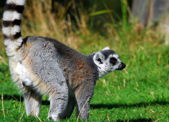 Ring-tailed Lemur (Lemur catta)