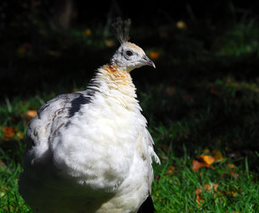 Indian Peafowl (Pavo cristatus)