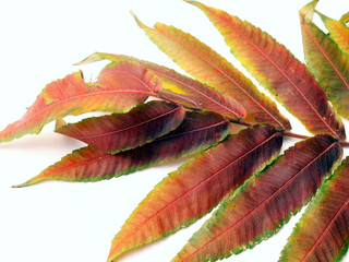 leaf