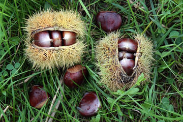 Castañas en el campo