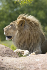 Fototapeta premium Furry Lion