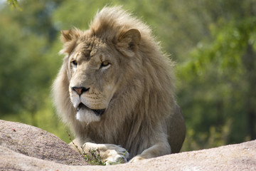 Fototapeta na wymiar Hungry Lion
