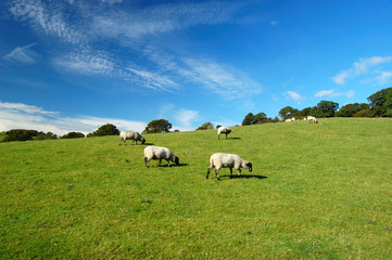 Obraz premium Sheep on North Yorkshire Moors hillside