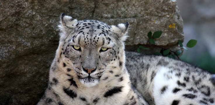 felin des neiges