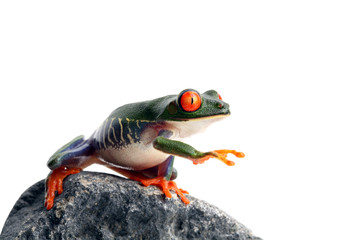 frog is blind