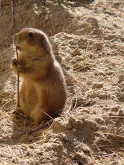 CHIEN DE PRAIRIE