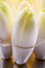 Belgian chicory