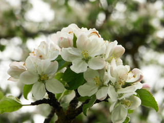 apple blossom