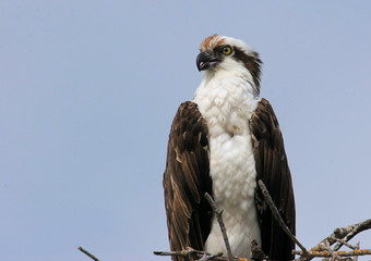 Osprey Guarding a Nest