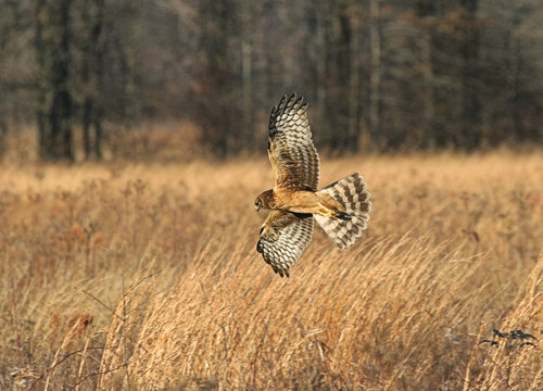 Northern Harrier Hunting in a Field