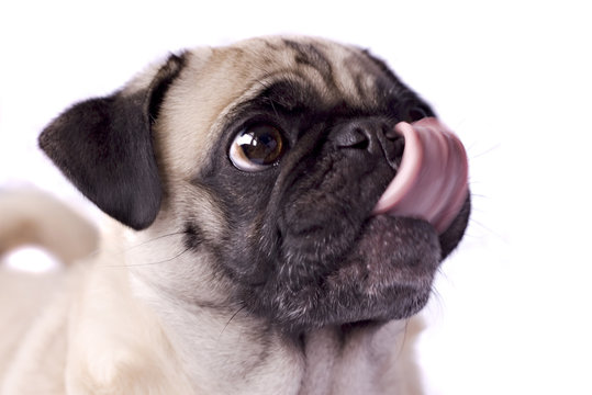 Hungry Pug Dog