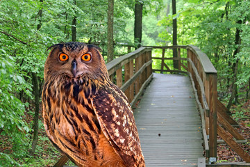 A young owl in a park
