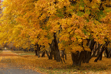 Maple path in autumn park