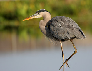 Great Blue Heron in the Everglades