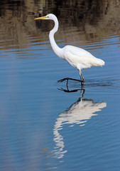 Reflected Great Egret