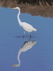 Great Egret Reflections on Blue Water