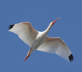 White Ibis Flying over the Florida Everglades