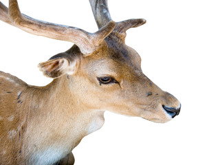 Young deer buck