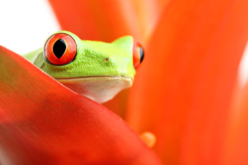 Obraz premium red-eyed tree frog on plant