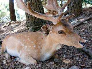 Young deer buck