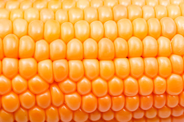 Corn background