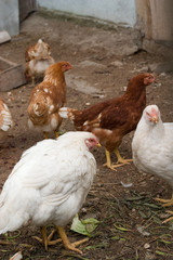 birds on farm