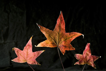 Autumn Leafs
