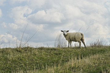 Fototapeta premium Schaaf
