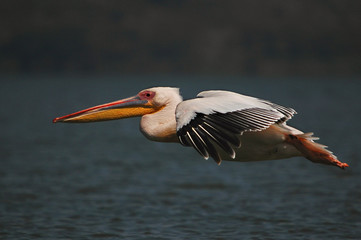 Great White Pelican (Pelecanus onocrotalus).
