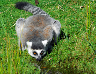 Ring-tailed Lemur (Lemur catta)