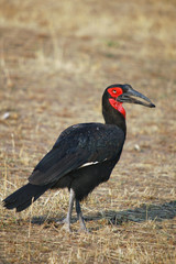 Bucorvus leadbeateri.