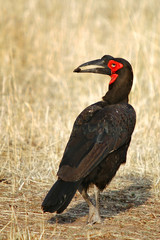 Bucorvus leadbeateri.