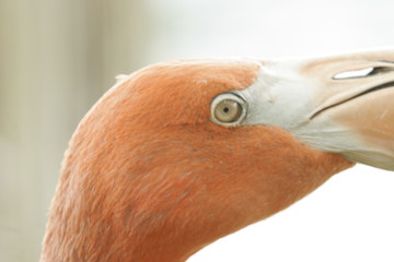 Fototapeta premium FLAMINGO