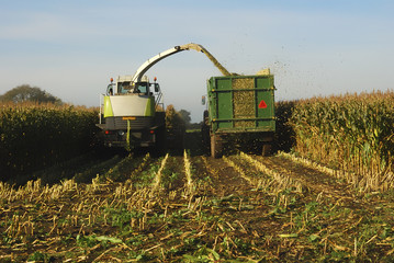 silage of maize crop on farm in the UK