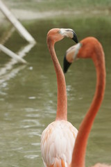 FLAMINGO COUPLE
