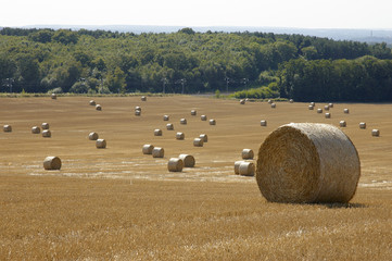Golden fields