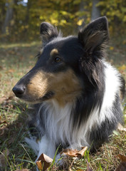 dog