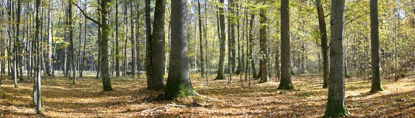 Autumnal forest panorama