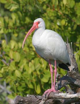 White Ibis In The Florida Everglades