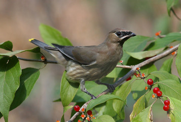 Cedar Waxwing Eating Berries
