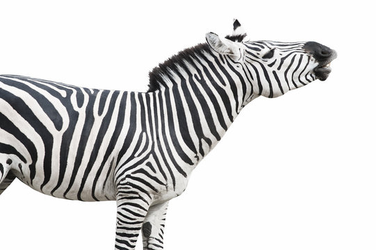 Fototapeta Zebra singing isolated over white background