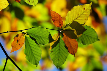 Obraz premium Les couleurs de l'automne